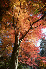 秋の毘沙門堂　境内の紅葉　京都市山科区