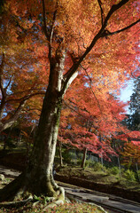 秋の毘沙門堂　境内の紅葉　京都市山科区