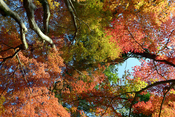 秋の彩り　森の黄葉