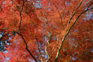 秋の彩り　紅葉のもみじ