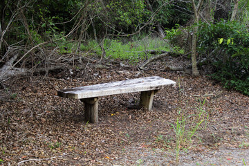 Seat bench in a forest of trees