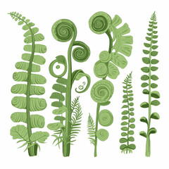 Set of Fiddlehead Ferns hand drawing isolated vector illustration, spring collections