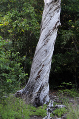 Tree trunk with twisted bark in a forest