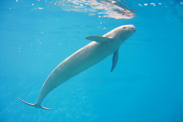 イルカ　スナメリ　finless porpoise