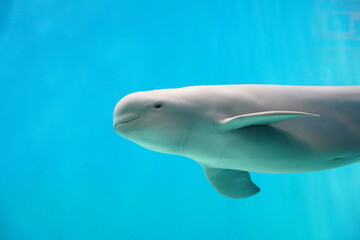 イルカ スナメリ finless porpoise