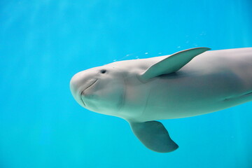 イルカ　スナメリ　finless porpoise