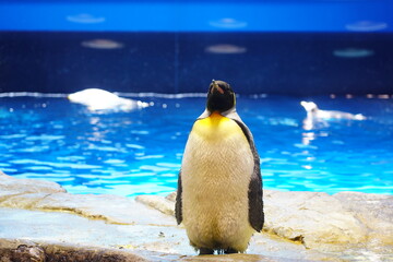 コウテイペンギン　エンペラーペンギン　emperor penguin　