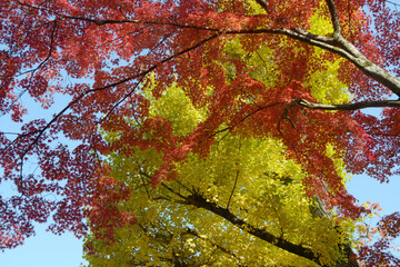 紅葉とイチョウの黄葉