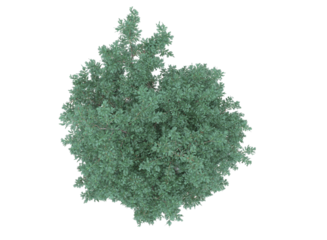  English yew tree and branches bushes shrub isolated