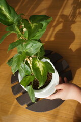 観葉植物