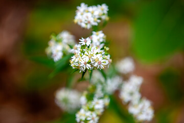 Beautiful white asters flowering alongside a hiking trail in Ontario.