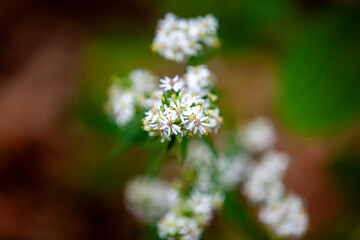 Beautiful white asters flowering alongside a hiking trail in Ontario.