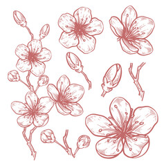 Set of hand drawn cherry blossom flower illustration. Sakura flower line art vector collection