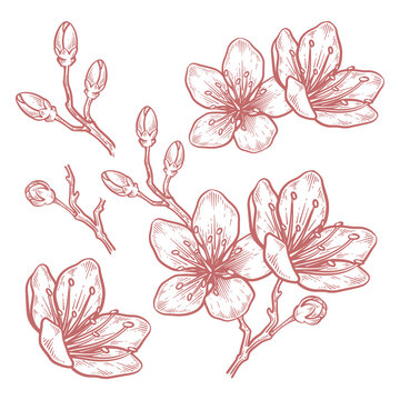 Set of hand drawn cherry blossom flower illustration. Sakura flower line art vector collection
