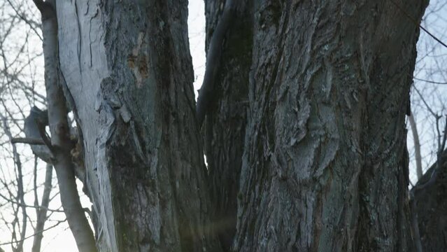 Old dead poplar tree close up on trunk locking up in forest