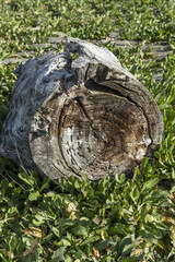 A spoiled wooden stump in a field