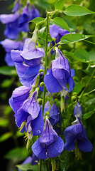 Colorful beauty plant water hibiscus red tropical frangipani flowers spa stones Beautiful pink water lily flower made rose water splashed white light emanating floating macro Photography Generative Ai