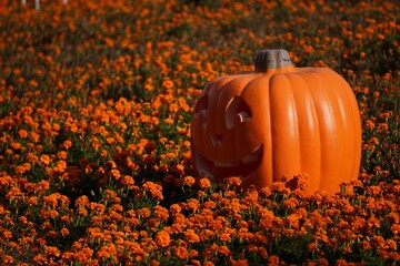 ハロウィンのカボチャと美しいマリーゴールド