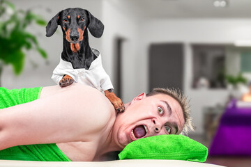 Dachshund dog in white robe, massage therapist, osteopath holds his paw on back of patient lying on massage table, the client funny screams in pain with his mouth open Relief from spasms and back pain