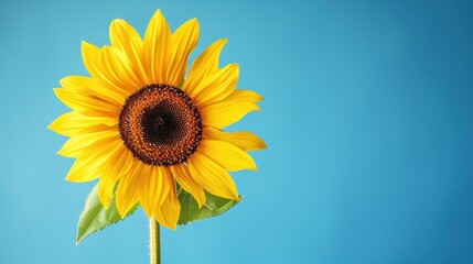 Fototapeta premium Single sunflower blue color background. Generative AI.