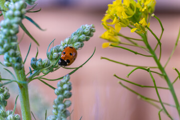 A ladybug on the green leaves of a flower in close-up. © Сергей Лаврищев