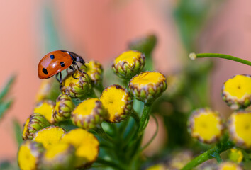 Ladybug on yellow tansy flowers close-up.