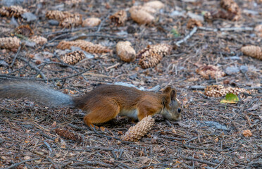 Naklejka na ściany i meble A squirrel sits near cones in the forest on an autumn day.