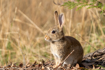 Naklejka na ściany i meble Cute wild rabbit sitting in dry grass Australia 