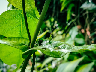 leaf with drops