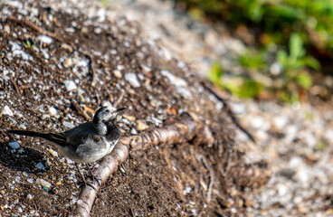 A small gray bird on the ground in close-up.