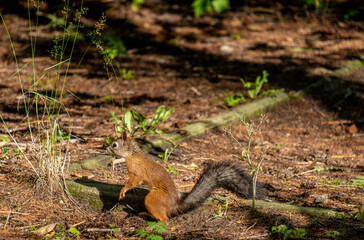 Obraz premium A squirrel sits on the ground in the forest on an autumn day.
