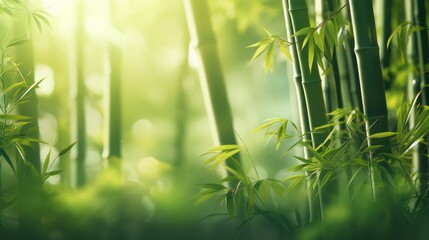 Fototapeta na wymiar Tropical bamboo forest lush green leaf with sun rays morning