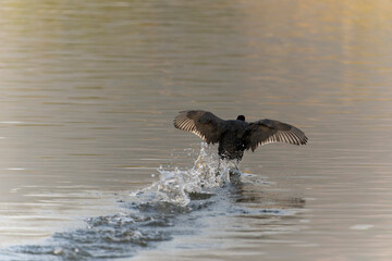 coot on the water 