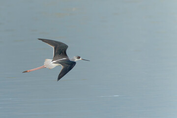 Black-winged stilt in flight above the water 