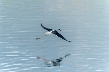 Black-winged stilt in flight above the water 