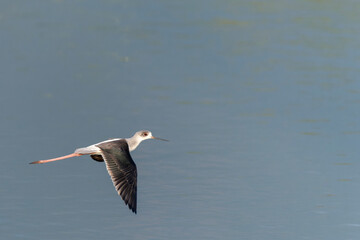 Black-winged stilt in flight above the water 