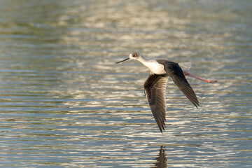 Black-winged stilt in flight above the water 