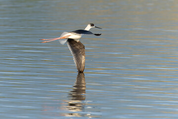 Black-winged stilt in flight above the water 
