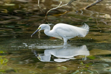 Great egret fishing in the water