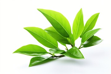 Isolated green tea leaf on white background