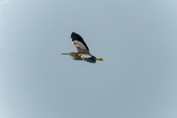 Yellow bittern in flight
