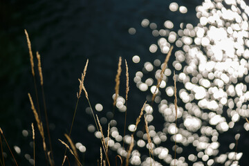 Summer Grass Backlit of Sun with River Glittering in the Backgrounds