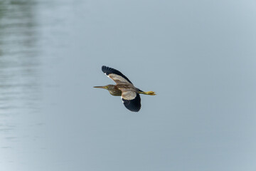 Yellow bittern in flight