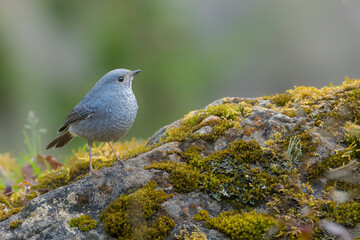 Plumbeous water redstart male perched on a rock