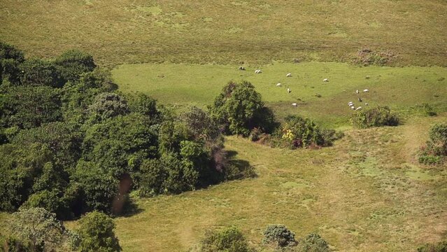 Caws graze in a clearing near Melong waterfall in Cameroon, Africa