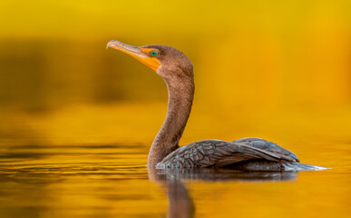 Cormorants Golden light