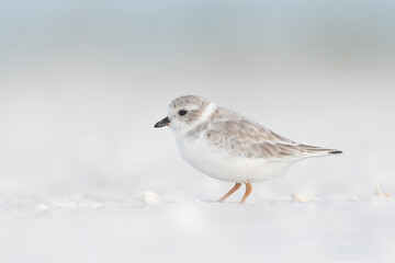Snowy plover