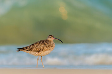 Curlew Bird