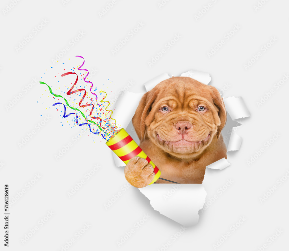 Poster Smiling Mastiff puppy explodes a firecracker through the hole in white paper