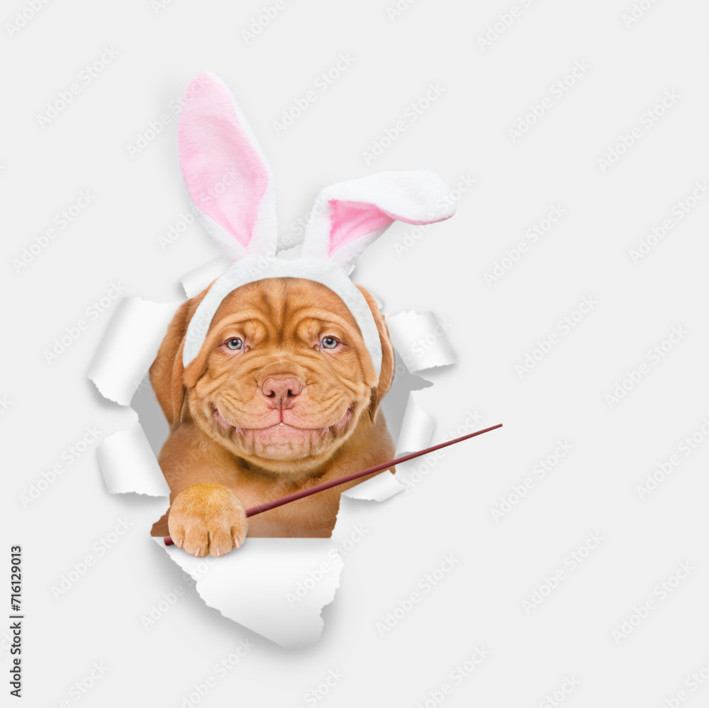 Poster cute mastiff puppy wearing easter rabbits ears looks through the hole in white paper and points away